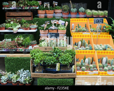 Affichage de l'usine de plantes succulentes et cactus à un décrochage dans le centre de Manchester, au Royaume-Uni. Banque D'Images