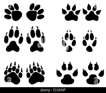 Ensemble de pistes d'animaux, des empreintes avec nom isolé sur fond blanc. silhouettes illustration Banque D'Images