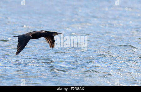 Cormoran (Phalacrocorax carbo) en vol sur le Moray Firth, Ecosse Banque D'Images