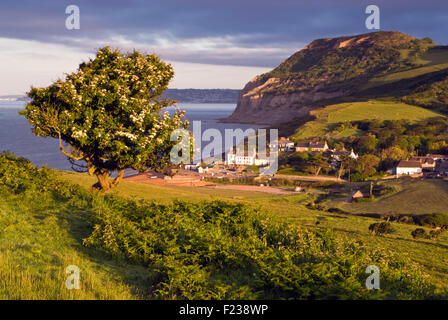 Golden Cap sur la côte jurassique du Dorset vu de Seatown, England, UK Banque D'Images