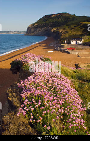 Golden Cap sur la côte jurassique du Dorset vu de Seatown, England, UK Banque D'Images