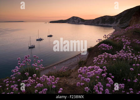 La floraison d'épargne à Worbarrow Bay dans l'Armée de Lulworth, sur la côte jurassique, Dorset, England, UK Banque D'Images