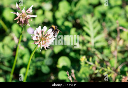 Rassemblement des bourdons de Nectar de Clover Banque D'Images