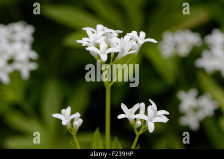 Le Galium odoratum aspérule - Banque D'Images