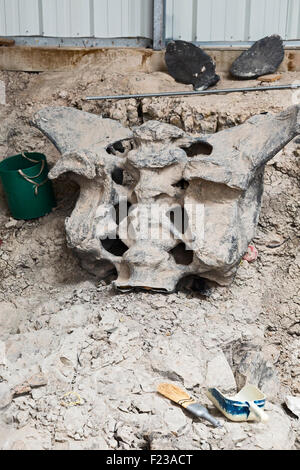 Cleveland, Utah - La Cleveland-Lloyd Dinosaur Quarry. Plus de 12 000 de l'ère jurassique des ossements de dinosaures ont été trouvés sur le site. Banque D'Images