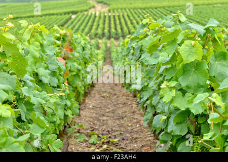 Paysage agricole typique en Champagne-Ardenne, France Banque D'Images