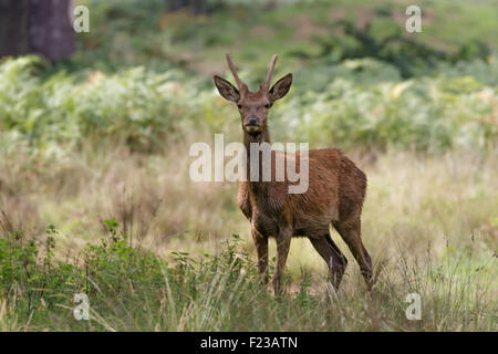 Un jeune cerf rouge cerf à la ligne droite. Banque D'Images