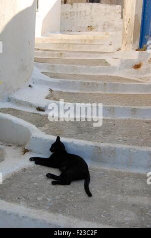 Chat dans une petite rue de Langada Amorgos Grèce Banque D'Images