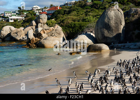 Manchot du Cap (Jackass Penguin) colonie, la plage de Boulders National Park, Simonstown, Afrique du Sud Banque D'Images
