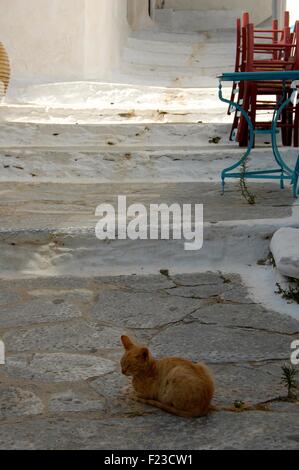 Chat sur une rue de la chora d'Amorgos Grèce Banque D'Images