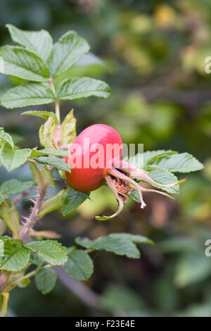 Rosa rugosa. Rose musquée unique. Banque D'Images