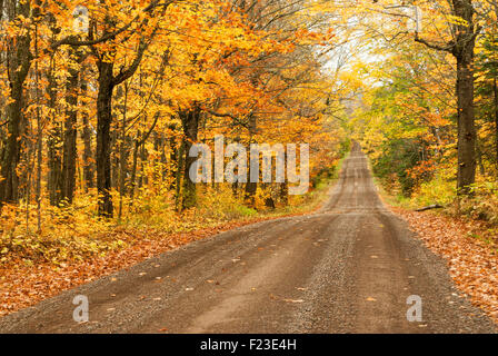 Scène d'automne d'un chemin rural de Terre et de gravier passé liquidation beau feuillage jaune d'or, orange, laisse tomber Banque D'Images