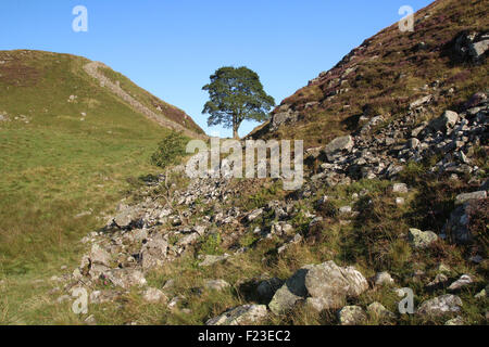 Sycamore Gap sur mur d'Hadrien, Northumberland Royaume-uni Banque D'Images