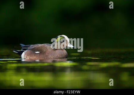 Mâle adulte American Widgeon natation par et sa bande iridescente au Choptank RIver, MD Banque D'Images