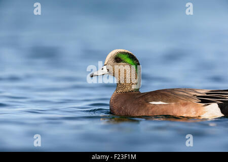 Mâle adulte American Widgeon natation par et sa bande iridescente au Choptank RIver, MD Banque D'Images