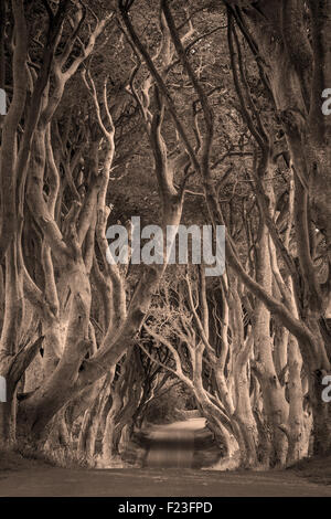 18e siècle bordée d'hêtre route connue sous le nom de Dark Hedges près de Stanocum, comté d'Antrim, en Irlande du Nord, Royaume-Uni Banque D'Images