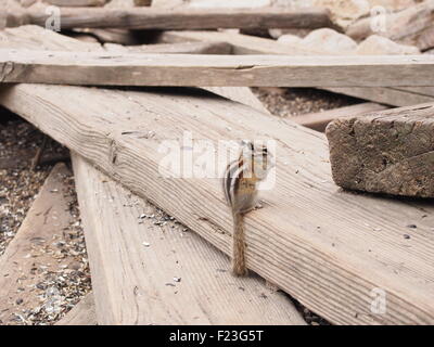 Un tamia de manger une graine de tournesol noir sur un tas de planches. Banque D'Images