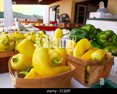 Paniers de piments bananes jaunes en vente à un marché agricole local. Banque D'Images