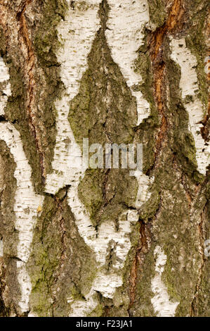 Close up de l'écorce des arbres de bouleau Banque D'Images