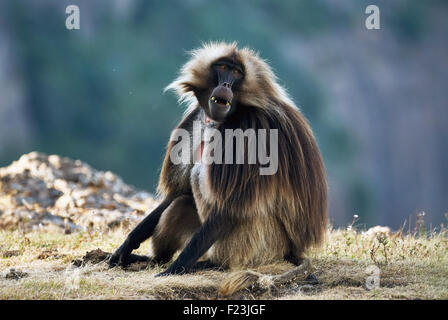 Babouin Gelada mâle, en Ethiopie Banque D'Images