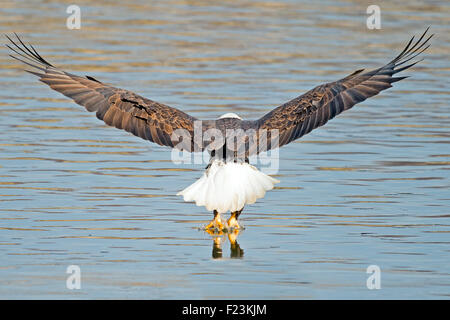 American Bald Eagle Fish Grab Vue arrière Banque D'Images