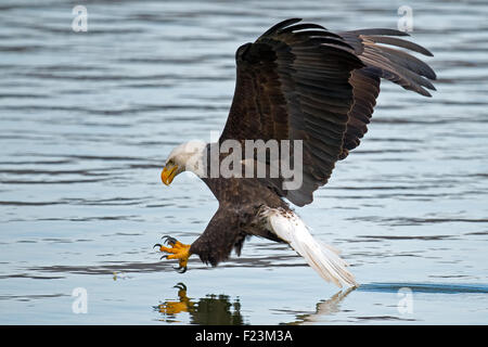 American Bald Eagle attraper un poisson Banque D'Images