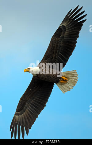 L'aigle chauve américain en vol Banque D'Images