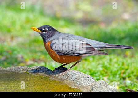 Le merle debout dans un Birdbath Banque D'Images