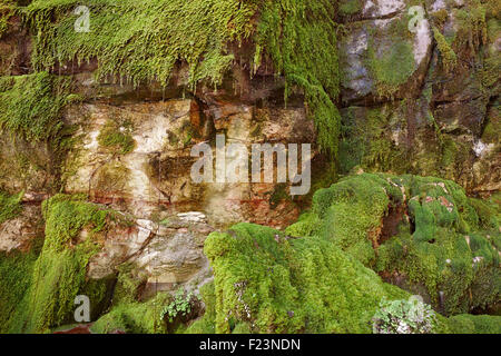 Moss pousse sur des falaises de grès dans une zone abritée du Carnarvon Gorge. Sud-est du Queensland, Australie Banque D'Images