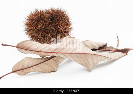 De châtaignier (Castanea sativa) Feuilles et fruits sur fond blanc Banque D'Images