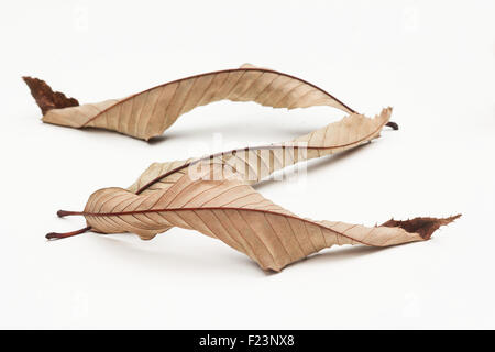 De châtaignier (Castanea sativa) feuilles sur fond blanc Banque D'Images