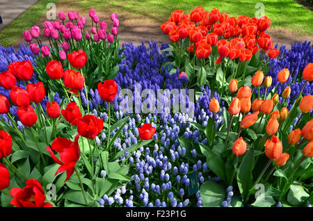 Tulipes en fleurs colorées dans le Keukenhof park en Pays-Bas Banque D'Images