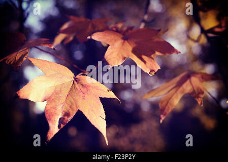 Automne feuillage close up de branche d'arbre et les feuilles avec un arrière-plan flou. Banque D'Images