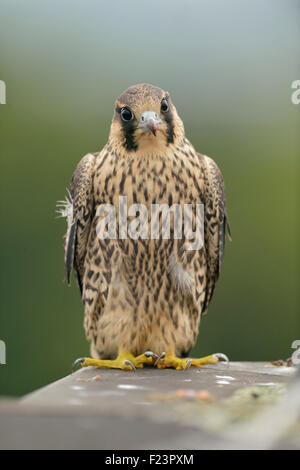 Jeune Falcon pèlerin détendu / Wanderfalke ( Falco peregrinus ) se trouve au bord d'un toit sur le dessus d'un bâtiment, a l'air drôle, la faune, l'Europe. Banque D'Images
