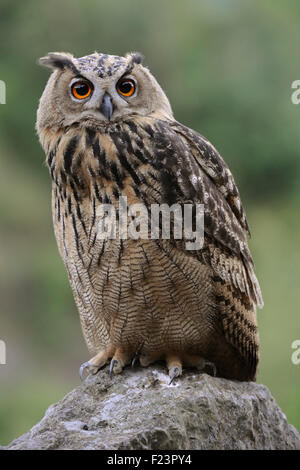 Wild Northern Eagle Owl / Europaeischer Uhu ( Bubo bubo ) avec de longues griffes pointues se trouve sur une pierre, proche, ses yeux orange grands ouverts, la faune, l'Europe. Banque D'Images