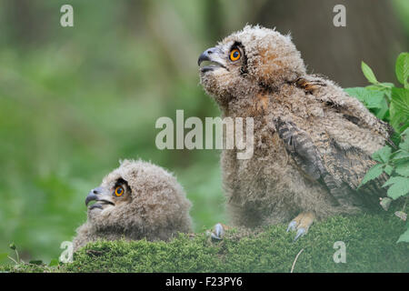 Deux oisillons de Northern Eagle Owl (Bubo bubo ) assis sur le sol dans un écrin de forêt naturelle avec leurs yeux grands ouverts. Banque D'Images