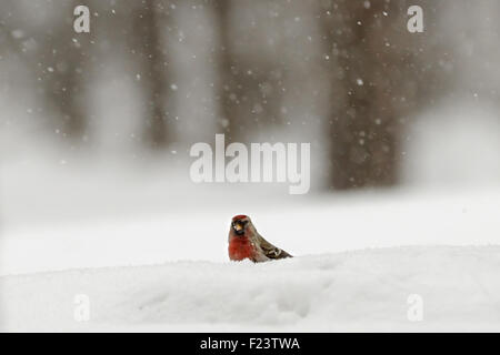 Sizerin flammé en champ neigeux d'hiver près de la forêt Banque D'Images
