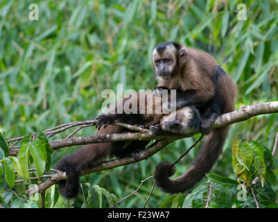 Capucins noir (Sapajus nigritus) dans un arbre, Parque La Manu, Pérou Banque D'Images