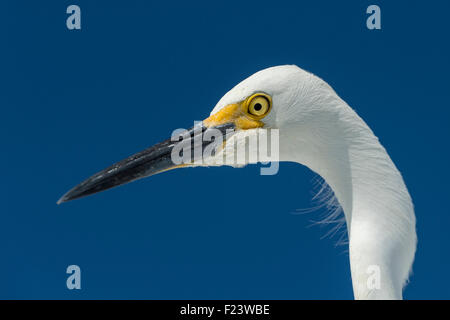 Aigrette neigeuse (Egretta thula), portrait, Parc National des Everglades, Anhinga Trail, Florida, USA Banque D'Images