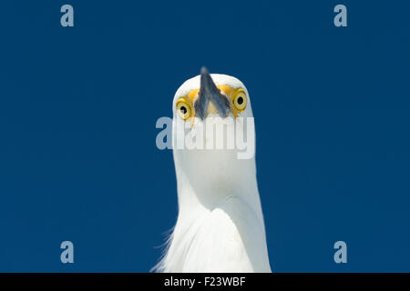 Aigrette neigeuse (Egretta thula), portrait, Parc National des Everglades, Anhinga Trail, Florida, USA Banque D'Images