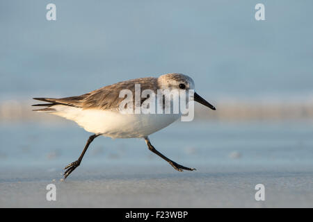 Bécasseau sanderling (Calidris alba) le long de la plage, en Floride, USA Banque D'Images