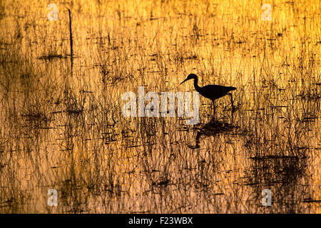 Aigrette garzette (Egretta rufescens rougeâtre) au coucher du soleil, Parc National des Everglades, Florida, USA Banque D'Images