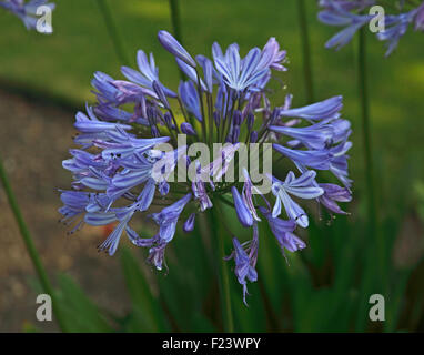 Agapanthus africanus close up of flower Banque D'Images