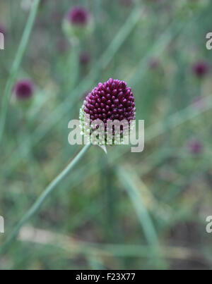 Spearocephalum Allium close up of flowerhead Banque D'Images