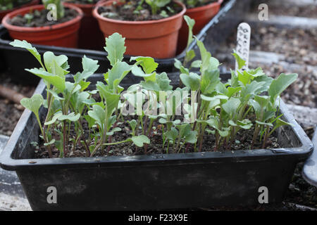 Les plantes en bac de graines de brocoli prêt pour la transplantation Banque D'Images