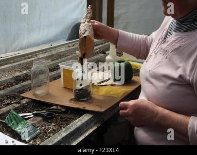 Les grosses graines en germination préalable haricots étape 1 verser les graines dans un pot de confiture Banque D'Images