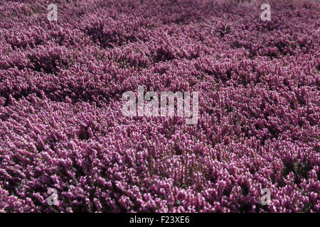 Erica x darleyensis 'Furzey' chambres en fleur Banque D'Images