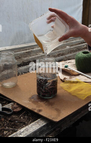 Les grosses graines en germination préalable haricots Étape 2 Remplissez le pot avec de l'eau à environ 15°C. Banque D'Images