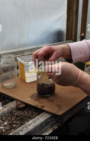 Les grosses graines en germination préalable haricots étape 4 couvrir haut de pot avec mousseline et placer dans un propogator fixé à 15degrés Banque D'Images