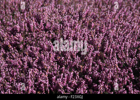 Erica x darleyensis 'Arthur Johnson' plantes en fleur Banque D'Images